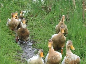 蒼溪農林牧漁產業發展概況與資源大全