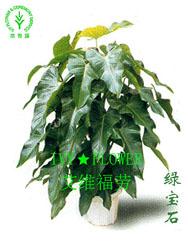 上海常青藤植物租賃服務(wù) 為浦西與浦東注入綠色生機